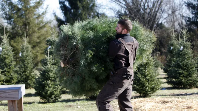Botar tu árbol de Navidad en Ohio