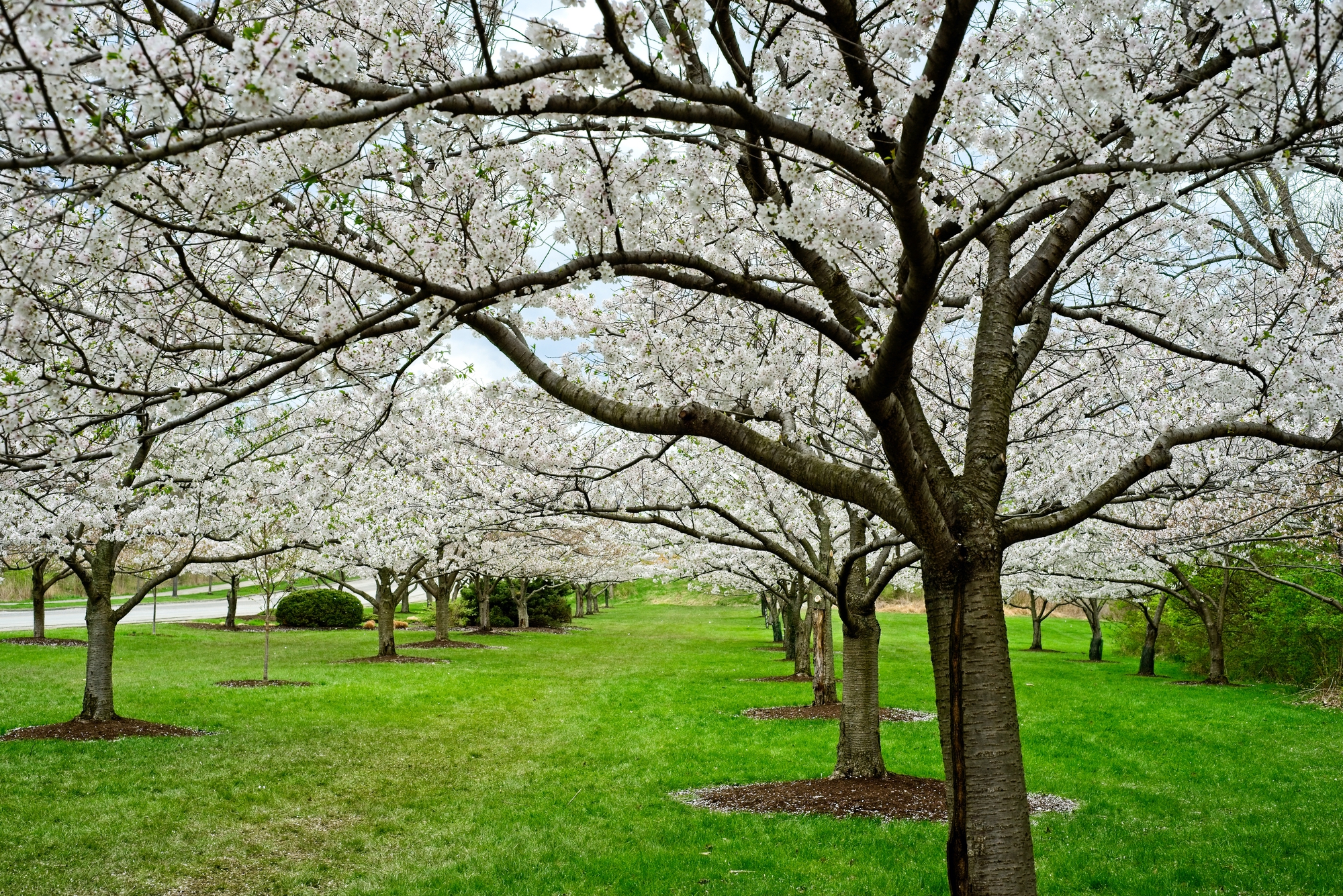 Planes de primavera en Ohio en 2024