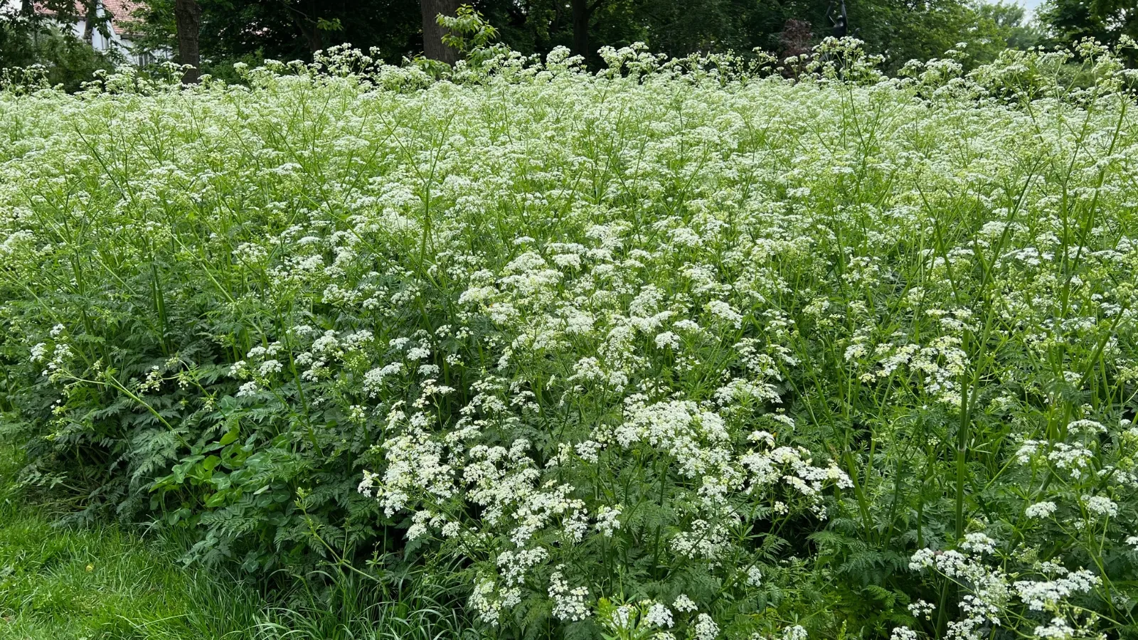 La cicuta venenosa
