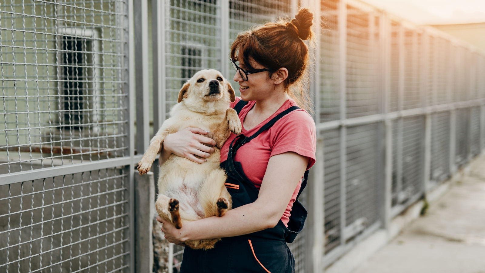 Lugares para adoptar perros y gatos en Cleveland
