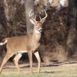 Atentos con los venados en carretera en Ohio